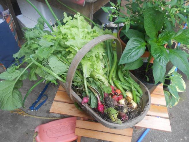 13920054_1231406820211914_1274144773204141057_o