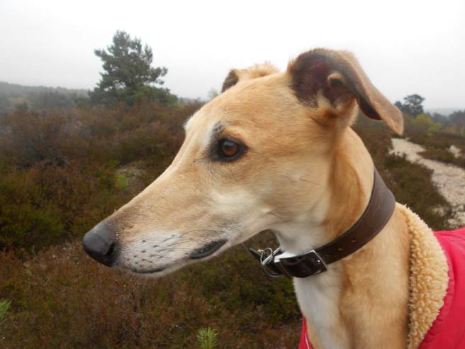 1656036_763861943633073_8363940785469185821_n