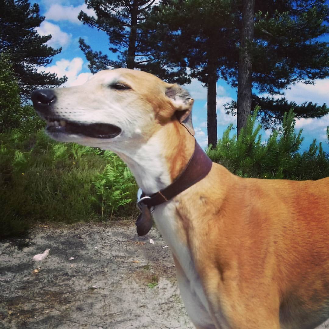 18922917_1537229719629621_5132818550483995292_o