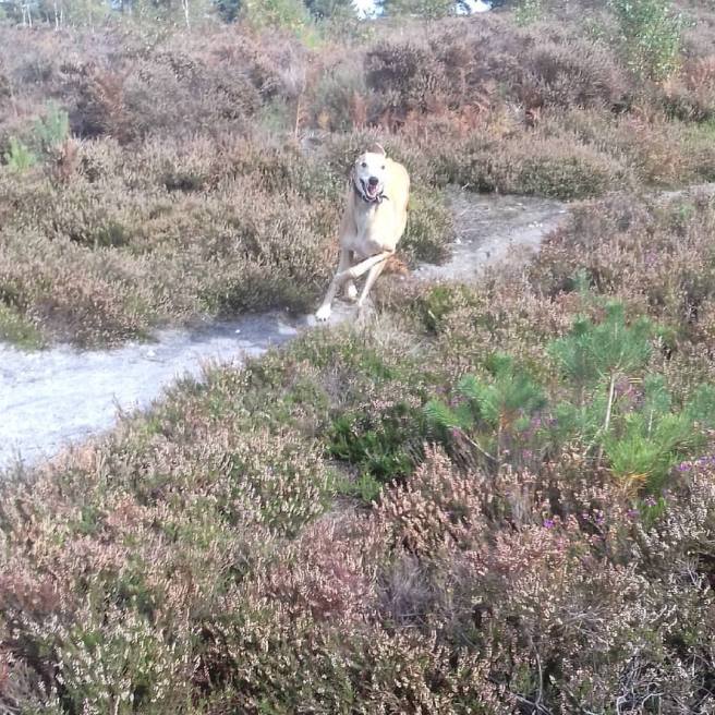 21994465_1651838618168730_158630375873332947_o